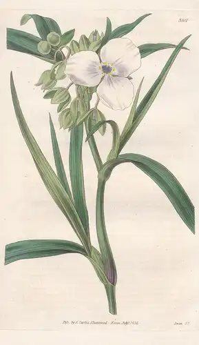 Tradescantia Virginica, fl. albo. Virginian Spider-Wort, White-Flowered var. Tab. 3501 - Virginia /  Pflanze P