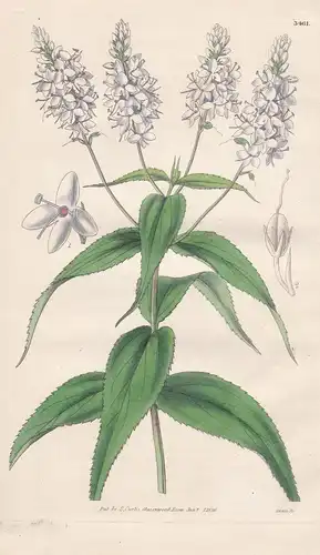 Veronica Labiata. Fragrant White-Flowered Speedwell. Tab. 3461 - Australia Australien / Pflanze Planzen plant