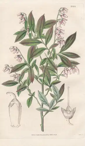 Vaccinium Virgatum. Pale Greenish-Flowered Whortleberry. Tab. 3522 - America Amerika / Pflanze Planzen plant p