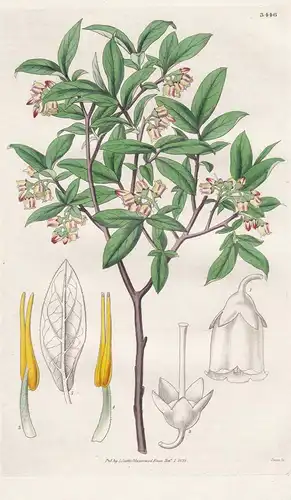 Vaccinium Canadense. Canadian Whortle-Berry. Tab. 3446 - Canada Kanada / Pflanze Planzen plant plants / flower