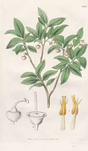 Vaccinium Myrtilloides. Flask-Flowered Whortle-Berry. Tab. 3447 - North America Nordamerika / Pflanze Planzen