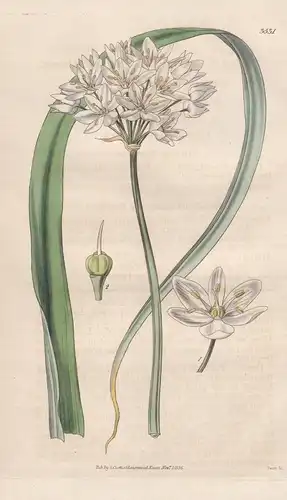 Allium Cowani. Mr. Gowan's Onion. Tab. 3531 - Peru / Pflanze Planzen plant plants / flower flowers Blume Blume