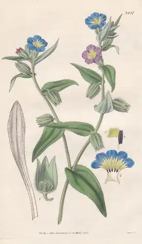 Anchusa Versicolor. Changeable-Flowered Alkanet. Tab. 3477 - Pflanze Planzen plant plants / flower flowers Blu