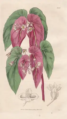 Begonia Fischeri. Dr. Fischer's Begonia. Tab. 3532 - Pflanze Planzen plant plants / flower flowers Blume Blume