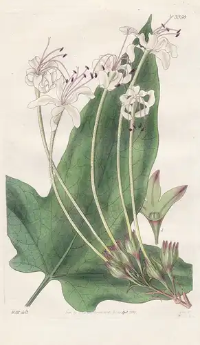 Clerodendron Hastatum. Halberd-Leaved Clerodendron. Tab. 3398 - Bangladesh Bangladesch / Pflanze Planzen plant