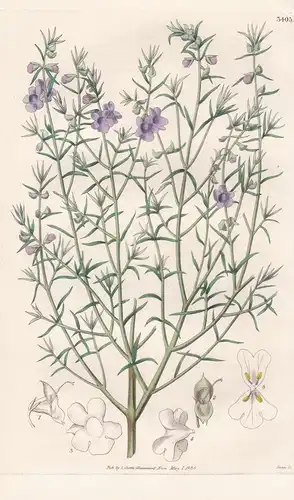 Chilodia Scutellarioides. Scutellaria-Like Chilodia. Tab. 3405 -  Australia Australien / Pflanze Planzen plant