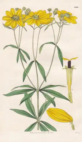 Coreopsis Senifolia. Sex-Leaved Coreopsis. Tab. 3484 - North America Nordamerika / Pflanze Planzen plant plant