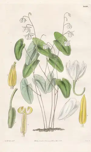 Epimedium Diphyllum. Twin-Leaved Epimedium. Tab. 3448 - Japan / Pflanze Planzen plant plants / flower flowers