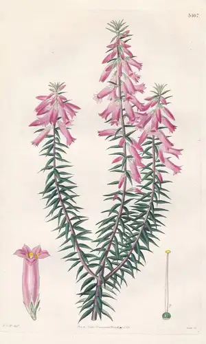 Epacris Impressa. Foveolated Epacris. Tab. 3407 -  Australia Australien / Pflanze Planzen plant plants / flowe