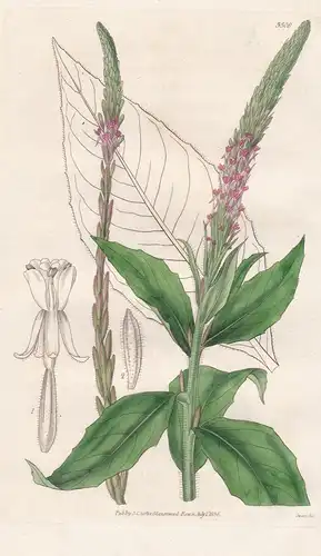 Gaura Parviflora. Small-Flowered Gaura. Tab. 3506 -  North America Nordamerika / Pflanze Planzen plant plants