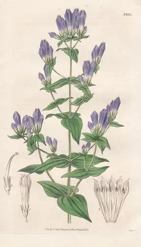 Gentiana Quinqueflora. Five-Flowered Gentian. Tab. 3496 - America Amerika / Pflanze Planzen plant plants / flo