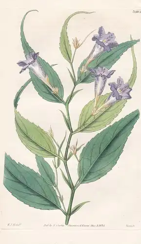 Goldfussia Anisophylla. Unequal-Leaved Goldfussia. Tab. 3404 -  Bangladesh Bangladesch / Pflanze Planzen plant