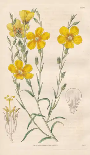 Linum Berendieri. Berendier's Yellow-Flowered Flax. Tab. 3480 - Pflanze Planzen plant plants / flower flowers