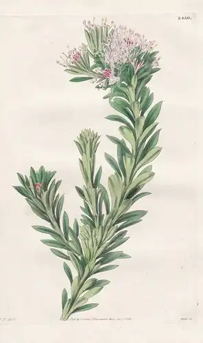 Isopogon Spathulatus; var. linearis. Spathulate-Leaved Isopogen; linear-leaved var. Tab. 3450 - Australia Aust