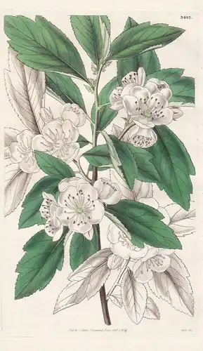 Mespilus Lobata. Cut-leaved Medlar. Tab. 3442 - Pflanze Planzen plant plants / flower flowers Blume Blumen / b