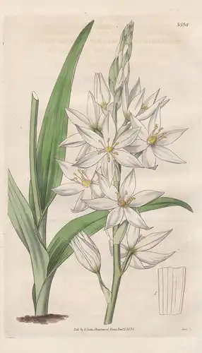 Ornithogalum Conicum. Pure-White- Flowered Star of Bethlehem. Tab. 3538 - South Africa / Pflanze Planzen plant