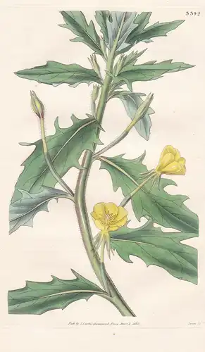 Oenothera Sinuata. Scollop-Leaved Evening Primrose. Tab. 3392 - North America Nordamerika / Pflanze Planzen pl