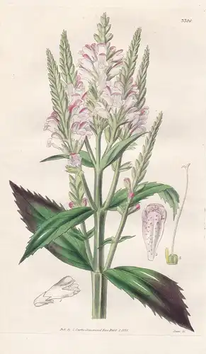 Physostegia Imbricata. Imbricated Physostegia. Tab. 3386 - Texas / Pflanze Planzen plant plants / flower flowe