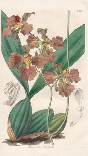 Oncidium Crispum. Crisped-Flowered Oncidium. Tab. 3499 - Brazil Brasil Brasilien / Orchidee Orchid / Pflanze P