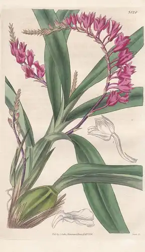 Rodriguezia Secunda. Side-Flowered Rodriguezia. Tab. 3524 - Trinidad / Orchidee orchid / Pflanze Planzen plant