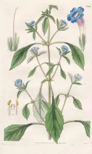 Ruellia Elegans. Neat Blue-Flowered Ruellia. Tab. 3389 - East-Indies / Pflanze Planzen plant plants / flower f