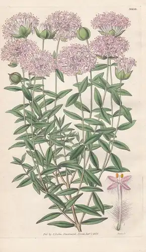 Pimelea Hispida. Hispid-Flowered Pimelea. Tab. 3459 - Australia Australien / Pflanze Planzen plant plants / fl