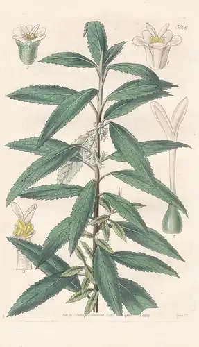 Plagianthus ? Sidoides. Sida-Like Plagianthus. Tab. 3396 - Pflanze Planzen plant plants / flower flowers Blume
