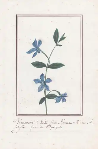 Pervenche a Petit / Vinca minor - kleines Immergrün / Botanik botany / Blume flower / Pflanze plant