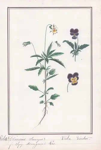 Pensees sauvages / Viola tricolor - Stiefmütterchen / Botanik botany / Blume flower / Pflanze plant