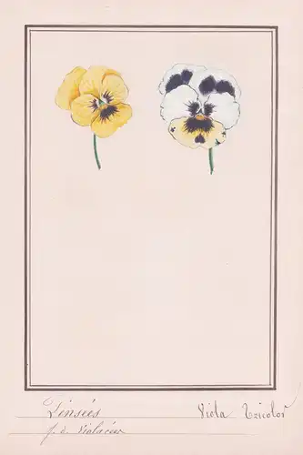 Pensees / Viola tricolor - Stiefmütterchen / Botanik botany / Blume flower / Pflanze plant