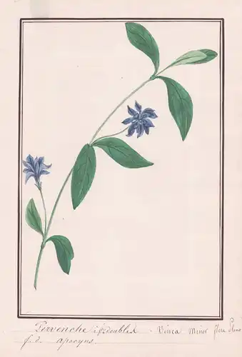 Pervenche a fleurs doubles / Vinca minor flore Pleno - Immergrün / Botanik botany / Blume flower / Pflanze pla