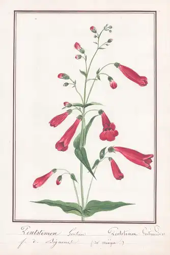 Penstemon Gentiane / Penstemon Gentianoides - Bartfaden / Botanik botany / Blume flower / Pflanze plant