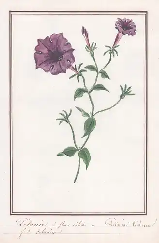 Petunie a fleurs violettes / Petunia Violacea -  Violette Petunie / Botanik botany / Blume flower / Pflanze pl