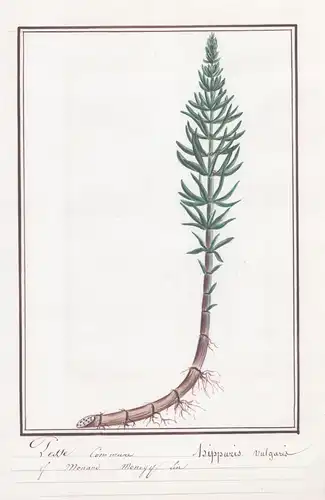 Pesse Commune / Hippuris vulgaris - Gewöhnlicher Tannenwedel / Botanik botany / Blume flower / Pflanze plant
