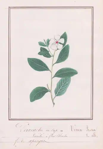 Pervenche du Cap / Vinca Rosea - Weißes Immergrün / Botanik botany / Blume flower / Pflanze plant