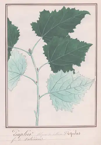 Peuplier / Populus - Pappel / Botanik botany / Blume flower / Pflanze plant