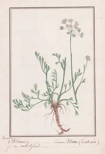 Peucedane (Silaus) / Peucedanum Silaus Pratensis - Sumpf-Haarstrang / Botanik botany / Blume flower / Pflanze