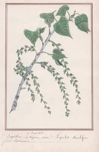 Peuplier a Chapelet / Populus Monilifera - Pappel / Botanik botany / Blume flower / Pflanze plant
