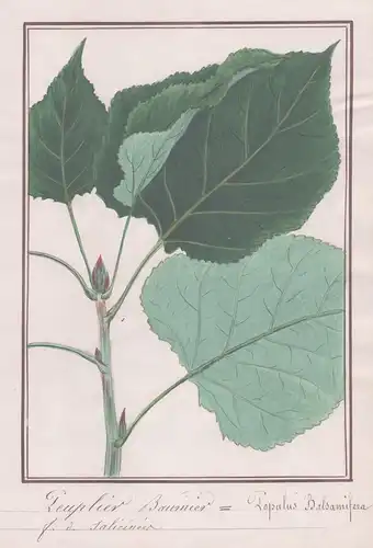 Peuplier Baumier / Populus Balsamifera - Balsam-Pappel / Botanik botany / Blume flower / Pflanze plant