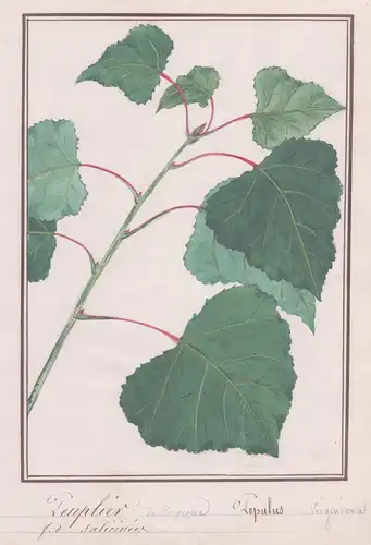 Peuplier de Virginie / Populus Virginiana - Virginia-Pappel / Botanik botany / Blume flower / Pflanze plant