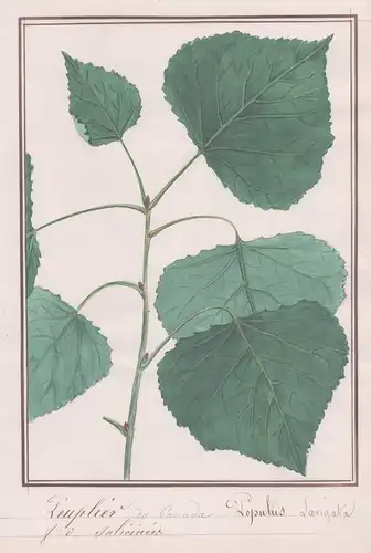 Peuplier du Canada / Populus Laevigata - Pappel / Botanik botany / Blume flower / Pflanze plant