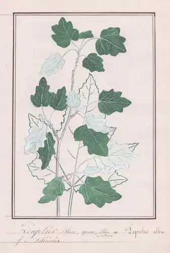 Peuplier Blanc / Populus alba - Silber-Pappel / Botanik botany / Blume flower / Pflanze plant