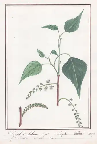 Peuplier Noir / Populus Nigra - Schwarz-Pappel / Botanik botany / Blume flower / Pflanze plant