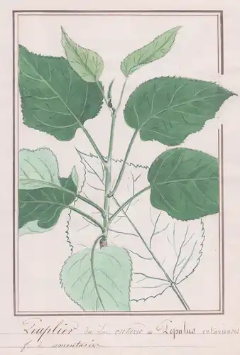 Peuplier du Lac Ontario / Populus ontariensis - Pappel / Botanik botany / Blume flower / Pflanze plant