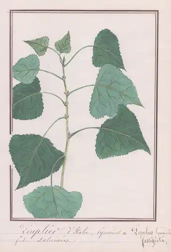 Peuplier d'Italie / Populus Pyramidalis - Pyramidenpappel Pappel / Botanik botany / Blume flower / Pflanze pla