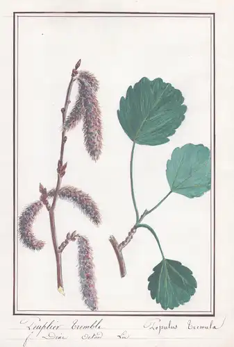 Peuplier Tremble / Populus Tremula - Zitterpappel Espe Pappel / Botanik botany / Blume flower / Pflanze plant