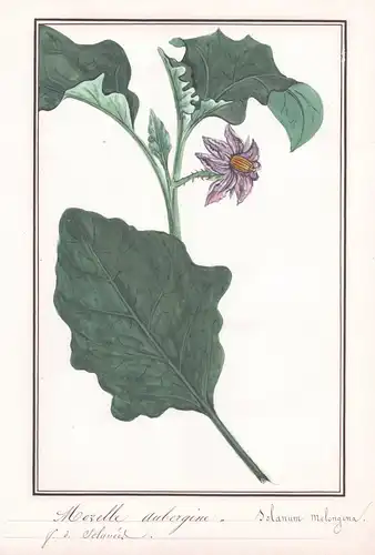 Morelle aubergine / Solanum melongena - Aubergine / Botanik botany / Blume flower / Pflanze plant