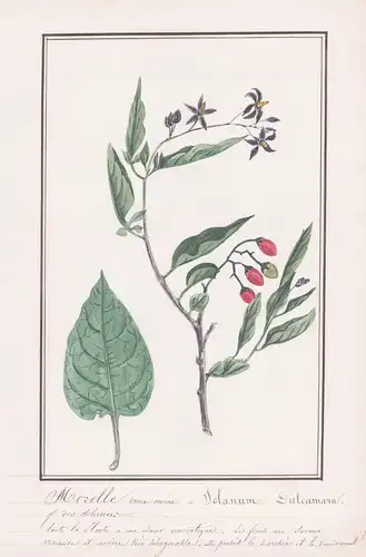 Morelle douce amere / Solanum Dulcamara - Bittersüßer Nachtschatten / Botanik botany / Blume flower / Pflanze
