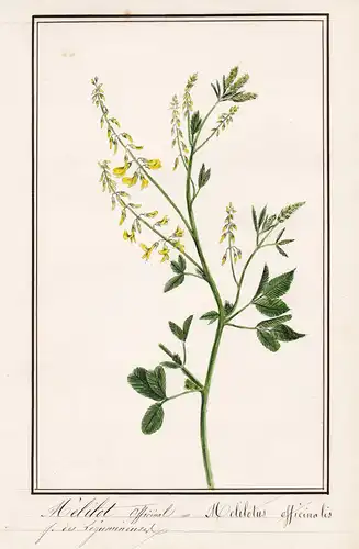 Melilot officinal / Melilotus officinalis - Gelber Steinklee / Botanik botany / Blume flower / Pflanze plant