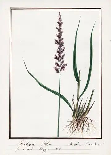 Melique Bleue / Melica Caerulea - Perlgras / Botanik botany / Blume flower / Pflanze plant
